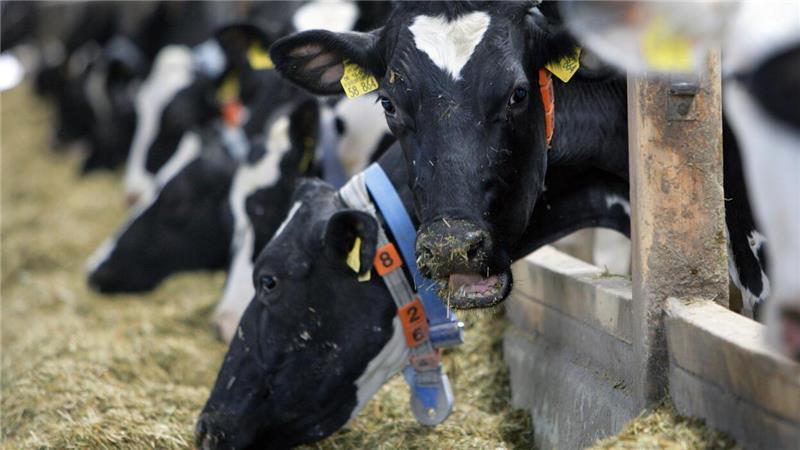 Hohe Kosten, gesunkene Preise: Wie steht‘s um die Bauern in der Wesermarsch? Die Milchviehbetriebe in der Wesermarsch sind immer Schwankungen ausgesetzt und müssen mit vielen Unwägbarkeiten leben. Foto: Jens Büttner