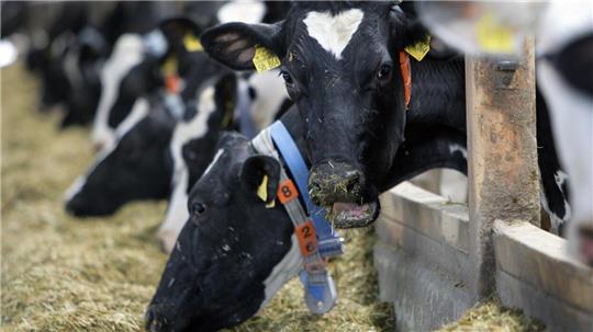 Die Milchviehbetriebe in der Wesermarsch sind immer Schwankungen ausgesetzt und müssen mit vielen Unwägbarkeiten leben. Foto: Jens Büttner