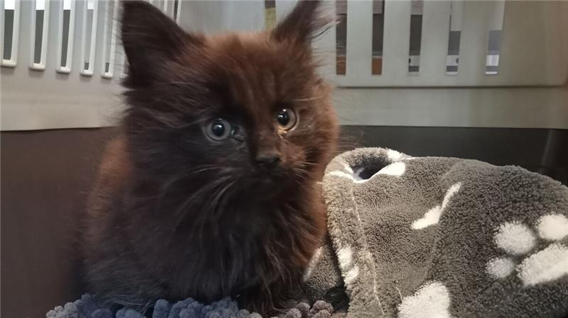Die Mitarbeiter des Tierheims haben die Känguru-Katze in Sicherheit gebracht. Foto: Tierheim Cuxhaven