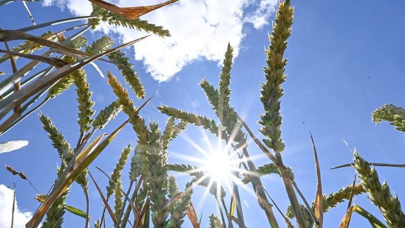 Wetter im Juli in Schleswig-Holstein wechselhaft Die Mitteltemperatur im Juli in Schleswig-Holstein betrug nur 17,5 Grad Celsius. (Archivbild)