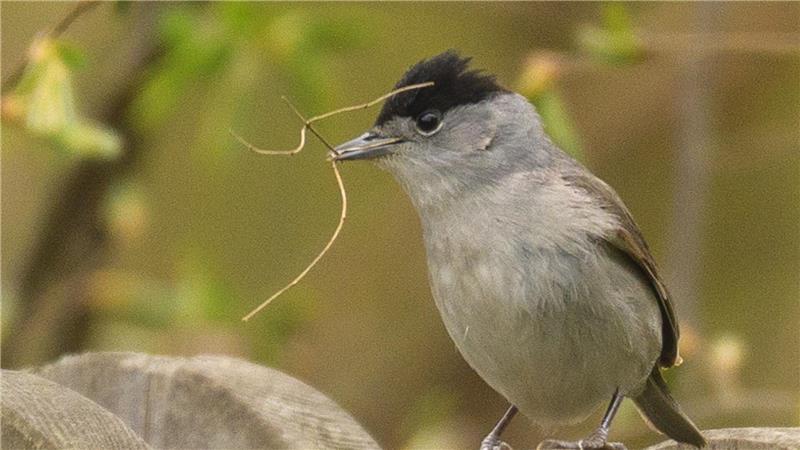 Wohnungen und Festungen: Diese Vogelnester sind eine Baukunst für sich Die Mönchsgrasmücke sammelt Material für den Nestbau.