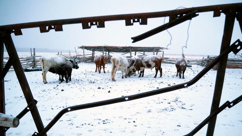 Extremwinter in Mongolei: Mehr als 1,5 Millionen Tiere tot Die Mongolei wurde von einem extremen Wintereinbruch heimgesucht, dem mehr als 1,5 Millionen Nutztiere zum Opfer fielen (Archivbild).