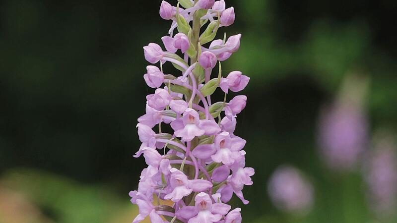 Die Mücken-Händelwurz ist zur Orchidee des Jahres 2024 ernannt worden.