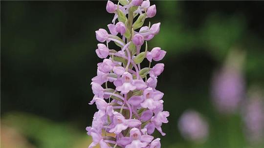 Die Mücken-Händelwurz ist zur Orchidee des Jahres 2024 ernannt worden.