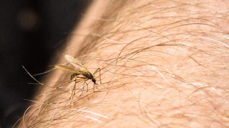 Mückenplage auch im Landkreis Stade: Bevölkerung soll Tiere melden Die Mücken suchen sich gerne vor allem in den Abendstunden ihre Opfer. Sind sie in menschlichen Siedlungsgebieten außergewöhnlich tagaktiv, lohnt sich ein zweiter Blick.
