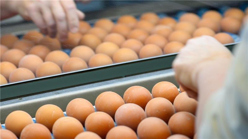 Verband: Eiermarkt beruhigt sich vor Osterfest Die Nachfrage nach Eiern ist in Deutschland zuletzt gestiegen. (Archivbild)