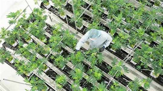 Die Nachfrage nach medizinischem Cannabis stieg zuletzt stark an. (Archivbild)