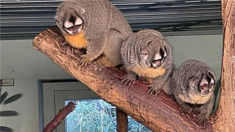 Erster Nachwuchs im Waldzoo: Was in der Wingst im Winter zu sehen ist Die Nachtaffen haben einen guten Überblick
