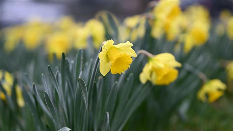 Die Natur erwacht: Auch Osterglocken blühen schon.