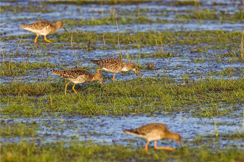 Naturschauspiel: Mehr als 1000 Kampfläufer rasten in Nordkehdingen Die Naturschutzarbeit im EU-Vogelschutzgebiet Unterelbe zeigt Erfolge: Mehr als 1000 Kampfläufer rasten derzeit in Nordkehdingen. Foto Landkreis Stade/Stefanie Kleingünther