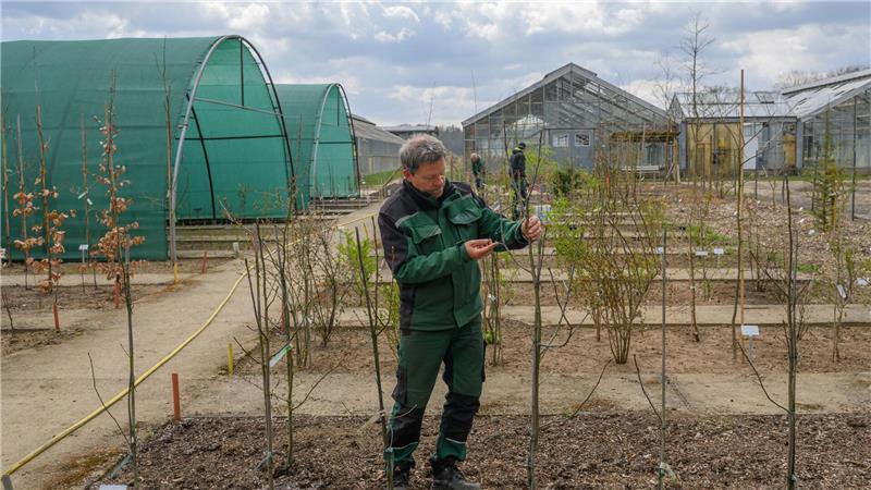 Historische Parkanlagen im Klimastress Die Neue Branitzer Baumuniversität versorgt den Park mit besonders klimaresistenten Bäumen. (Archivbild)