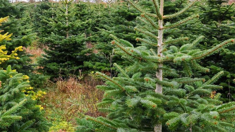 Warum die Auswahl bei Weihnachtsbäumen geringer wird Die Nordmanntanne ist und bleibt der Weihnachtsbaum in deutschen Wohnzimmern. (Archivbild)