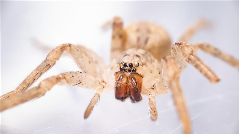 Eine Nosferatu-Spinne wird im Museum König in einem kleinen Behälter aufbewahrt.