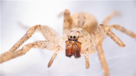 Eine Nosferatu-Spinne wird im Museum König in einem kleinen Behälter aufbewahrt.