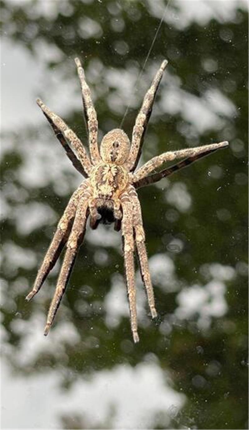 Die Nosferatu-Spinne beißt in Ausnahmefällen. (Archivbild)