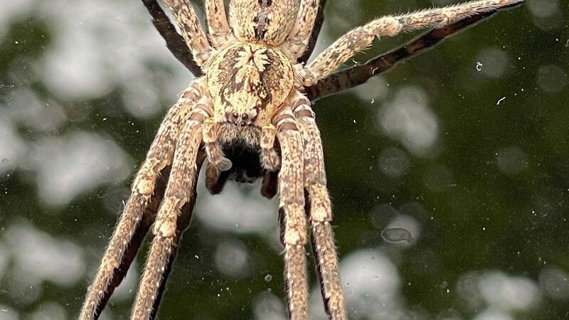 Die Nosferatu-Spinne beist in Ausnahmefällen. (Archivbild)