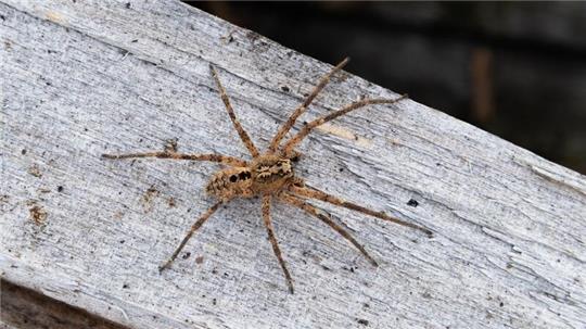 Die Nosferatu-Spinne erreicht die Spinne eine Körperlänge von bis zu zwei und eine Beinspannweite von etwa fünf Zentimetern.