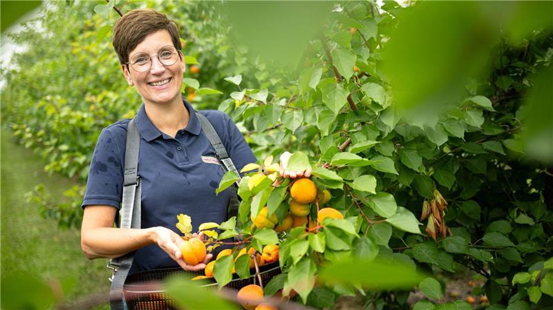 Die Obstbauer in Deutschland spüren den Klimawandel und züchten mehr und mehr südländische Früchte. 