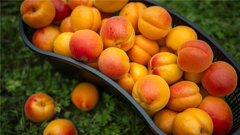 Die Obstbauer in Deutschland spüren den Klimawandel und züchten mehr und mehr südländische Früchte. 
