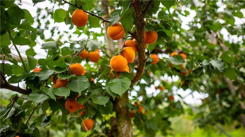 Die Obstbauer in Deutschland spüren den Klimawandel und züchten mehr und mehr südländische Früchte. 