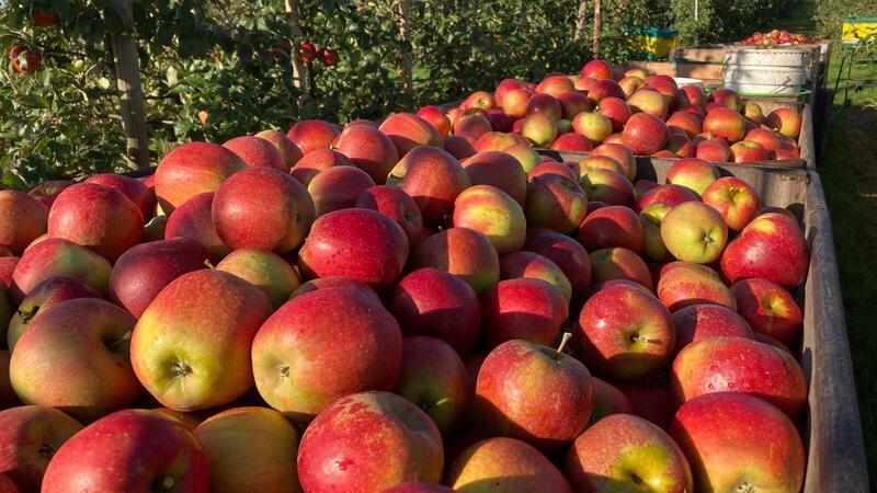 Gute Preise: Obstbauern an der Niederelbe können wieder investieren Die Obstbauern an der Niederelbe bekommen mehr Geld für ihre Äpfel.