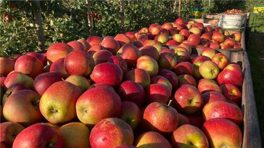 Die Obstbauern an der Niederelbe bekommen mehr Geld für ihre Äpfel.
