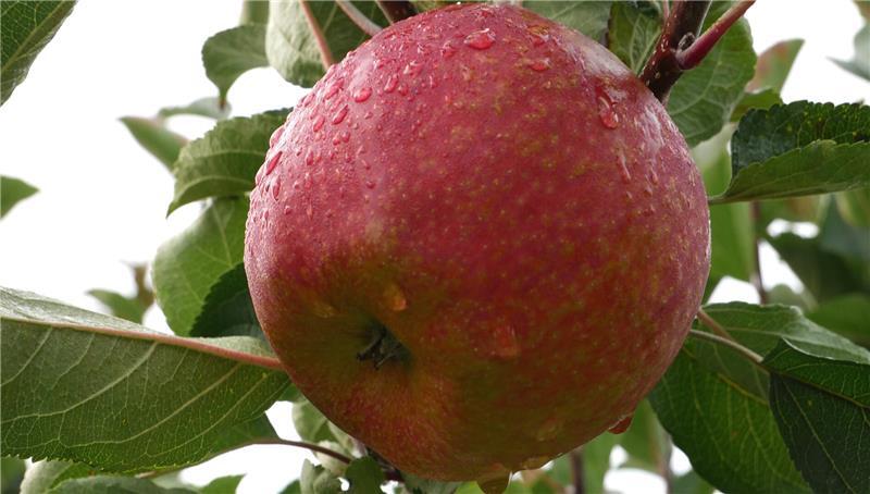 Obstbauern kämpfen mit massiven Mehrkosten Die Obstbauern setzen auf neue Sorten - wie den allergikerfreundlichen Pompur der Züchtungsinitiative Niederelbe und der Hochschule Osnabrück.