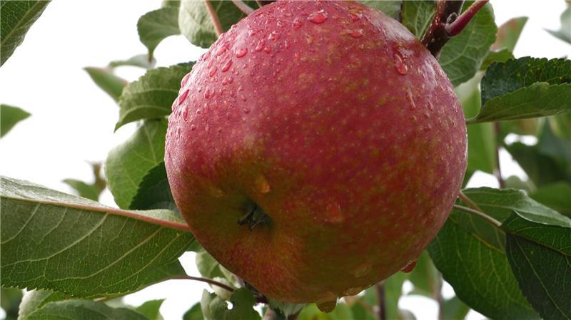 Die Obstbauern setzen auf neue Sorten - wie den allergikerfreundlichen Pompur der Züchtungsinitiative Niederelbe und der Hochschule Osnabrück.