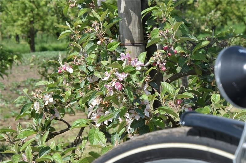 Die Obstblüte an den Bäumen entlang der südöstlichen Obstroute gehört im Frühjahr zu den Highlights der Radstrecke. Fotos Battmer