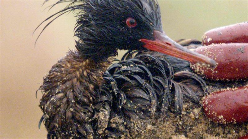 Die Ölpest nach dem Untergang der „Erika“ kostete Zehntausende Vögel das Leben (Archivbild).