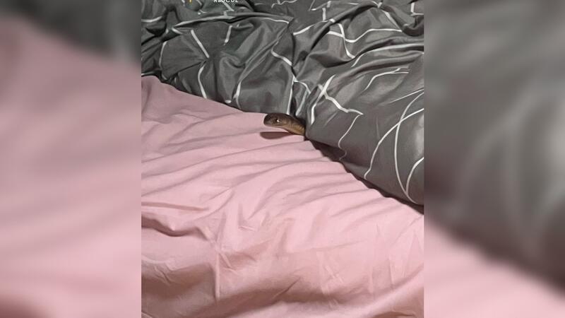 Die Östliche Braunschlange ist eine der der giftigsten Schlangen der Welt.