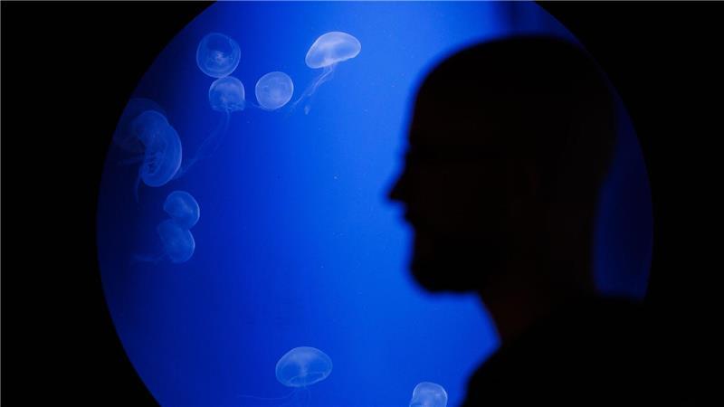 Die Ohrenquallen sind den Angaben nach derzeit nicht bedroht aber durch Kunststoffmüll gefährdet. 