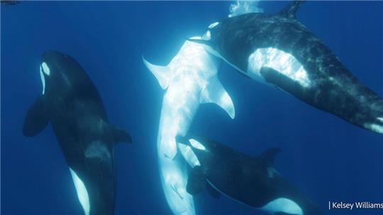 Die Orcas gehen gezielt auf den Bauch des Walhais.