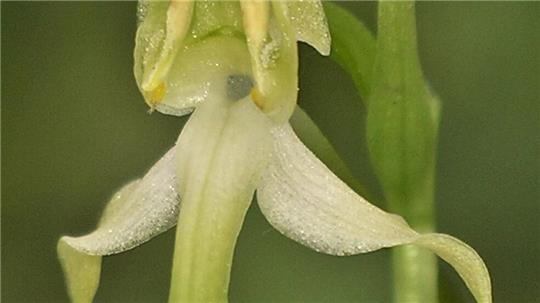 Die Orchidee des Jahres 2025 hat einen besonderen Duft.