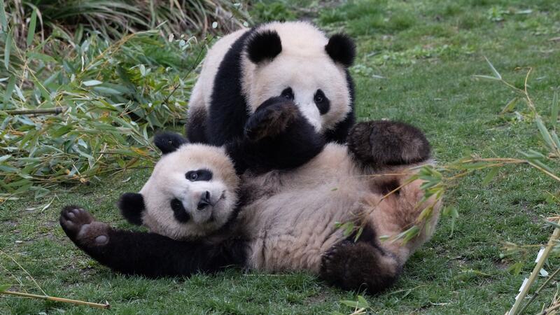 Die Pandabären-Brüder Pit und Paule verlassen kommende Woche den Berliner Zoo. Sie ziehen nach China. Doch ihre Eltern bleiben in Deutschland.