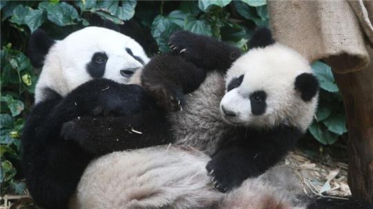 Die Pandas „Le Le“ und „Jia Jia“ im River Wonders Wildpark in Singapur.