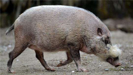Die Pandemie habe gravierende Auswirkungen nicht nur auf die Tiere.