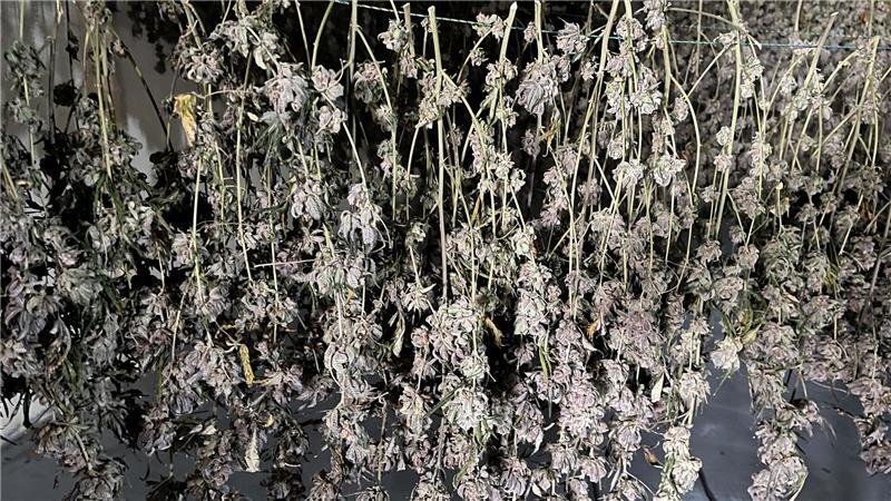 Smokerhontas baut Cannabis ganz legal an geheimem Ort im Alten Land an Die Pflanzen werden vor der Verarbeitung erst einmal getrocknet.