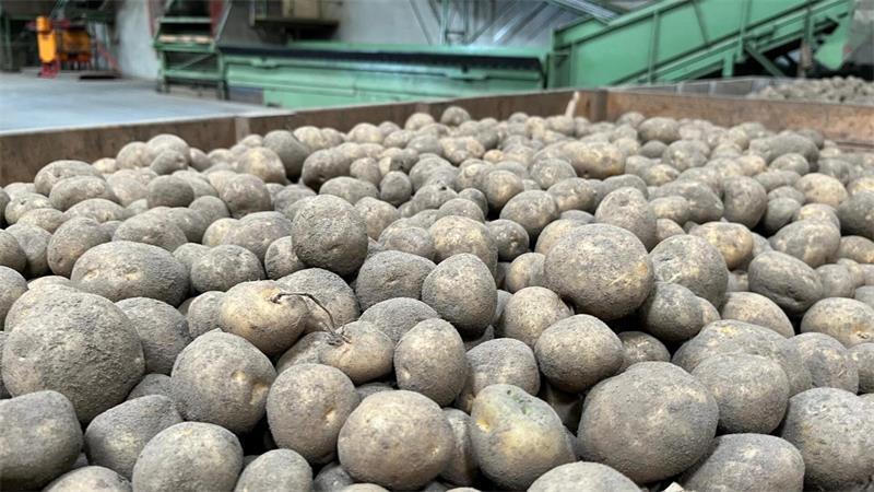 Raisa in Harsefeld: Warum Kartoffel nicht gleich Kartoffel ist Die Pflanzkartoffeln aus der Region werden nach ganz Europa exportiert.