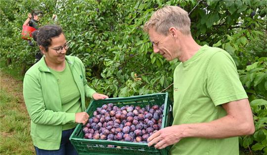 Die Pflaumen- und Zwetschenernte im Alten Land hat begonnen. Esther Räther und Cord Lefers aus Osterjork begutachten Schönberger.