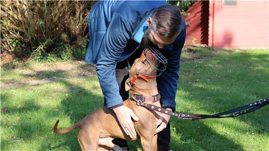 Die Pitbull-Hündin Ceasar ist offiziell als gefährlich eingestuft, zeigt gegenüber Menschen aber bisher kein auffälliges Verhalten.