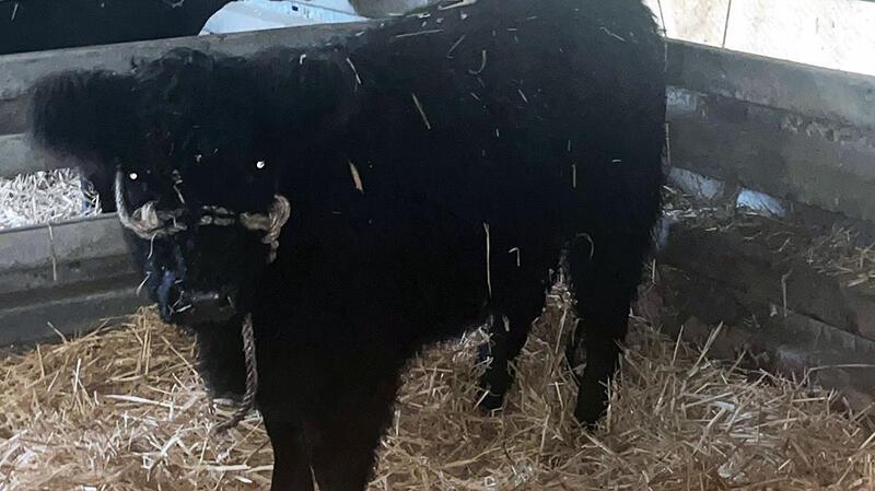Die Polizei Ottersberg sucht den Besitzer dieses schwarzen Galloway-Rinds, das am Mittwochmorgen nahe Posthausen über die Straße gelaufen ist.