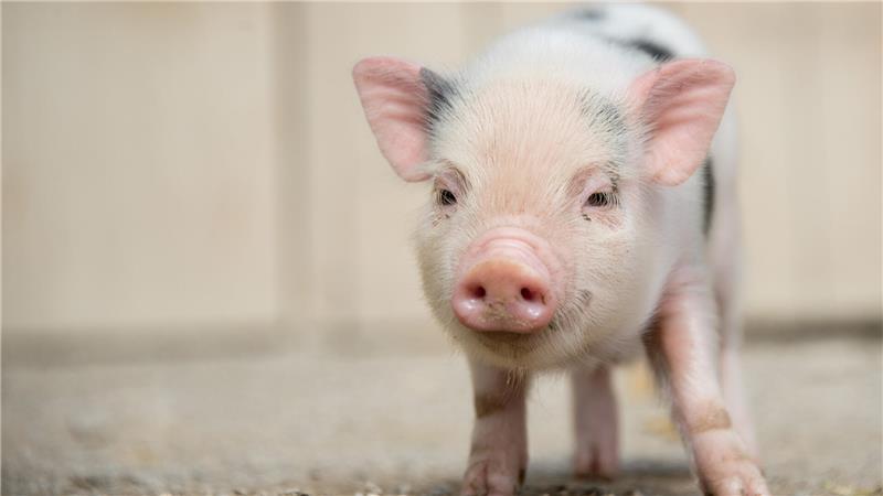 Die Polizei ermittelt wegen des Verdachts der Tierquälerei. (Symbolbild)