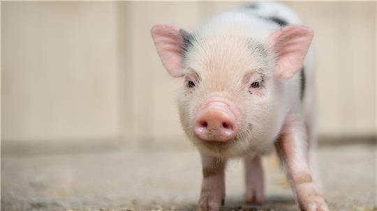 Die Polizei ermittelt wegen des Verdachts der Tierquälerei. (Symbolbild)