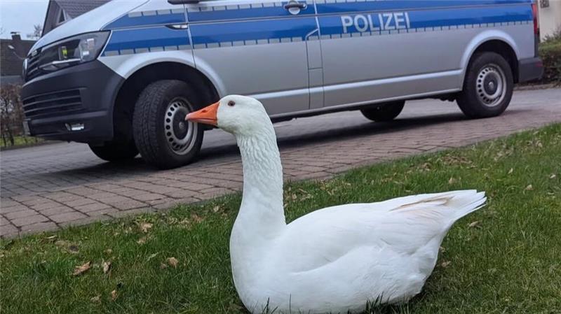 Die Polizei erteilte der Gans in Harsefeld einen humorvollen Platzverweis und freute sich laut eigenem Instagram-Account, dass sie nach kurzer Diskussion und Sitzblockade der Aufforderung nachkam.