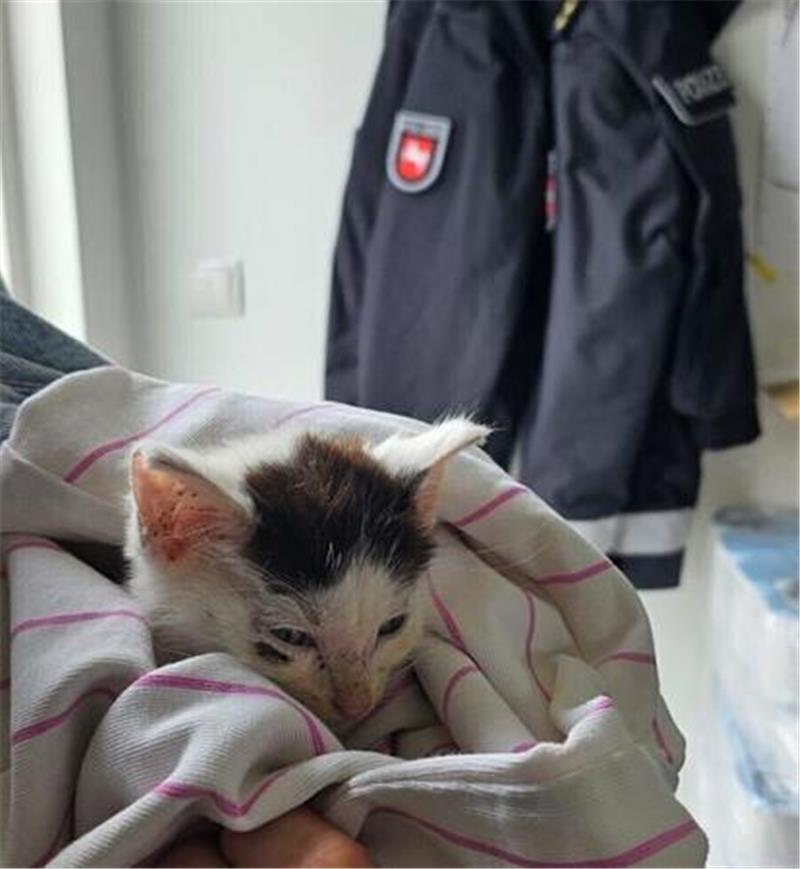 Da staunt sogar die Polizei: Drei außergewöhnliche Deichbrand-Einsätze Die Polizei hat die kleine Katze aufgenommen. Unter dem Auge hat das Kätzchen eine Fellfärbung.