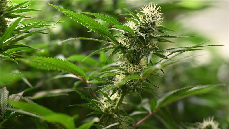 Hanfanbau in Scheune: Mutmaßliche Drogenbande aufgeflogen Die Polizei hat in Nordwestmecklenburg eine Drogenplantage entdeckt. Drei Männer werden verdächtigt, eine Drogenbande gebildet zu haben. (Symbolfoto)