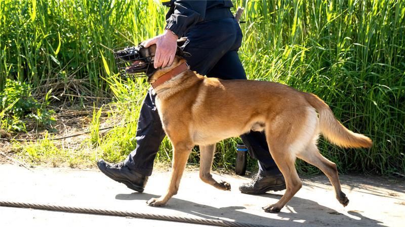 Die Polizei im Heidekreis suchte mit Personenspürhunden nach dem Jungen. (Symbolbild)