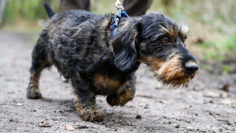 Die Polizei rät, Hunde an die Leine zu nehmen. (Symbolbild)