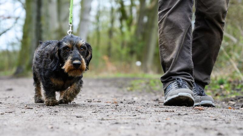 Die Polizei sucht nach dem Unbekannten, der den für Hunde gefährlichen Köder ausgelegt hat. (Symbolbild)